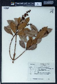 Cratoxylum arborescens image