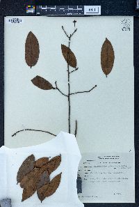 Image of Brackenridgea palustris