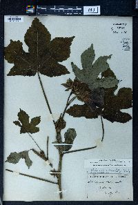 Hibiscus manihot image