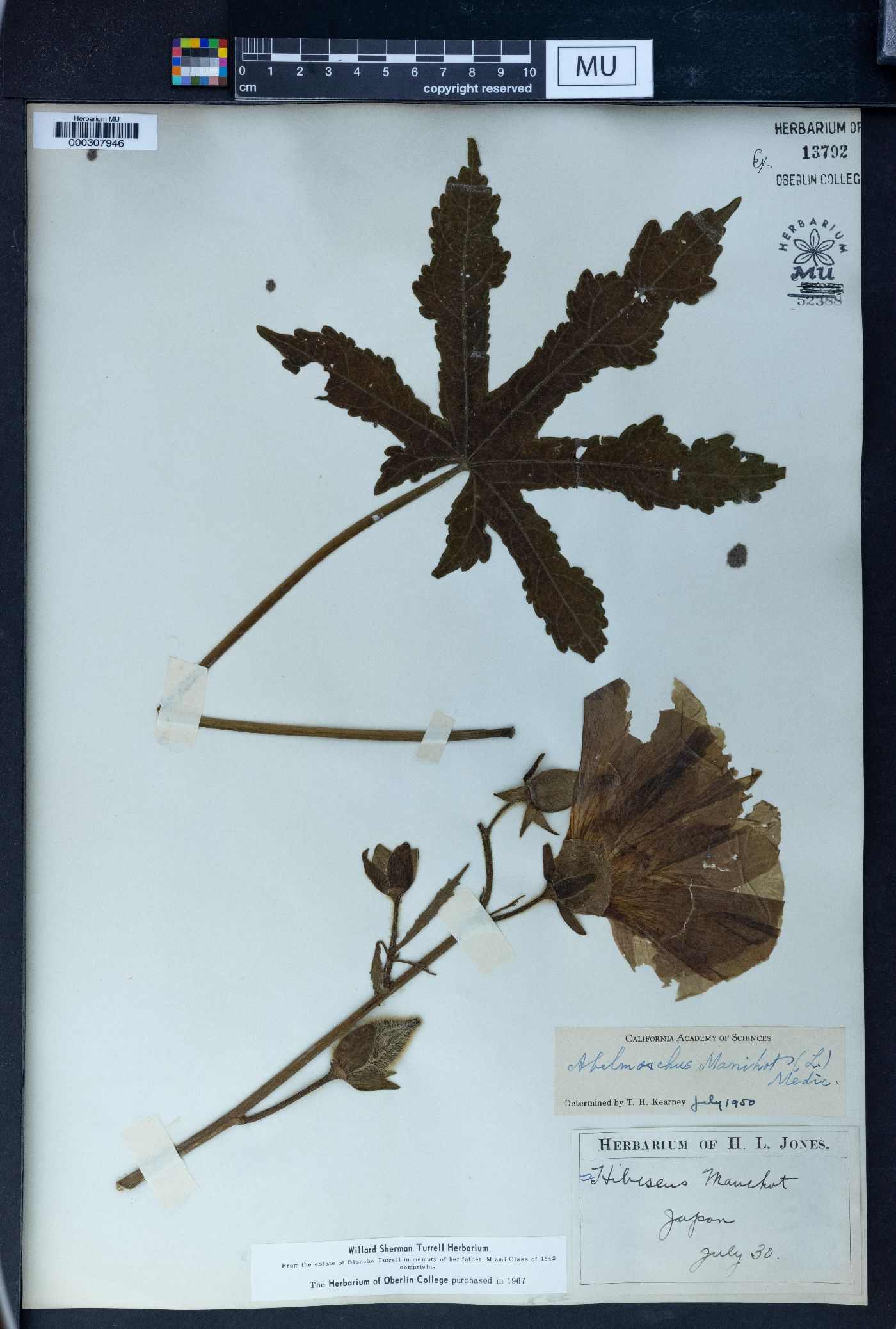 Hibiscus manihot image