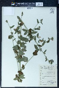 Urena lobata image