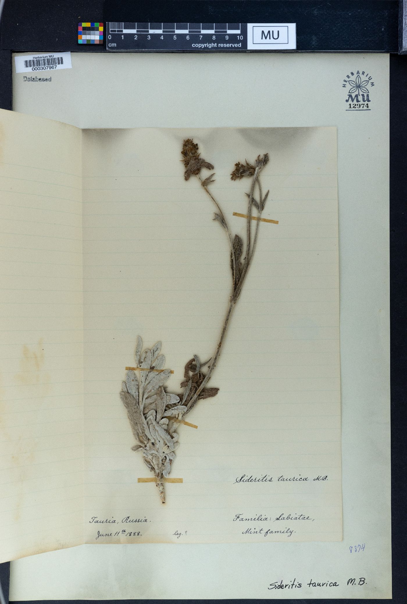 Sideritis taurica image
