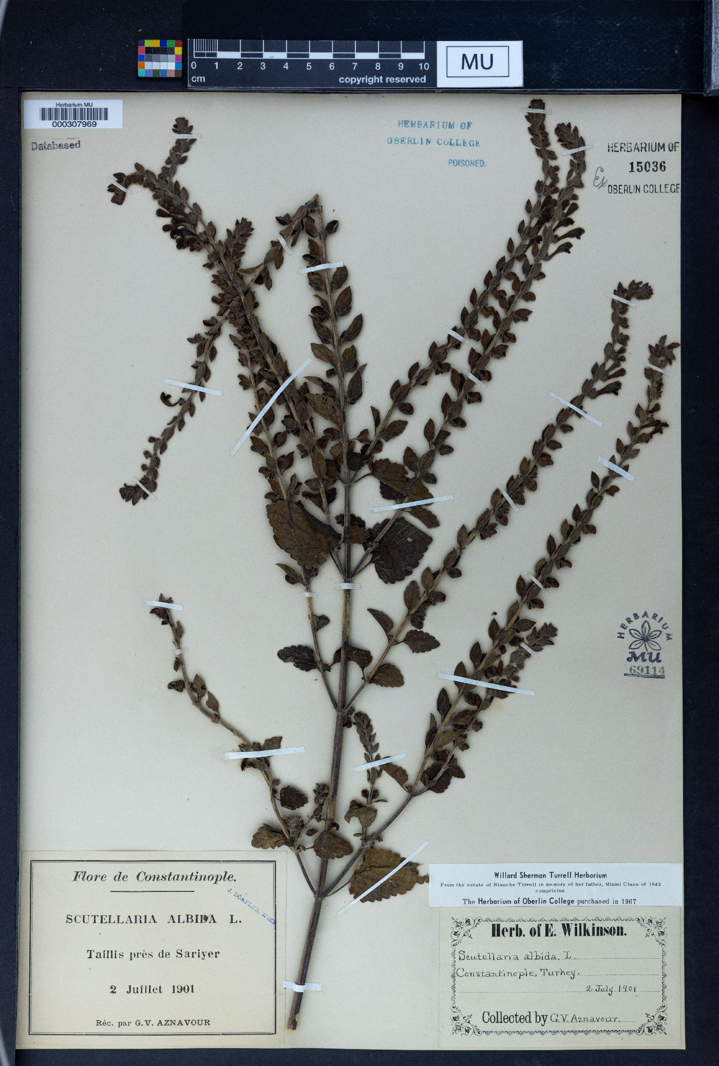 Scutellaria albida image