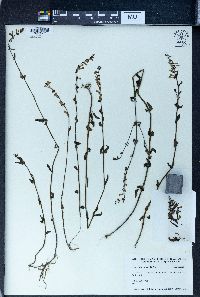 Scutellaria barbata image
