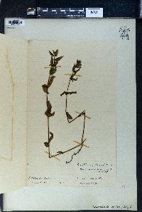 Scutellaria galericulata image