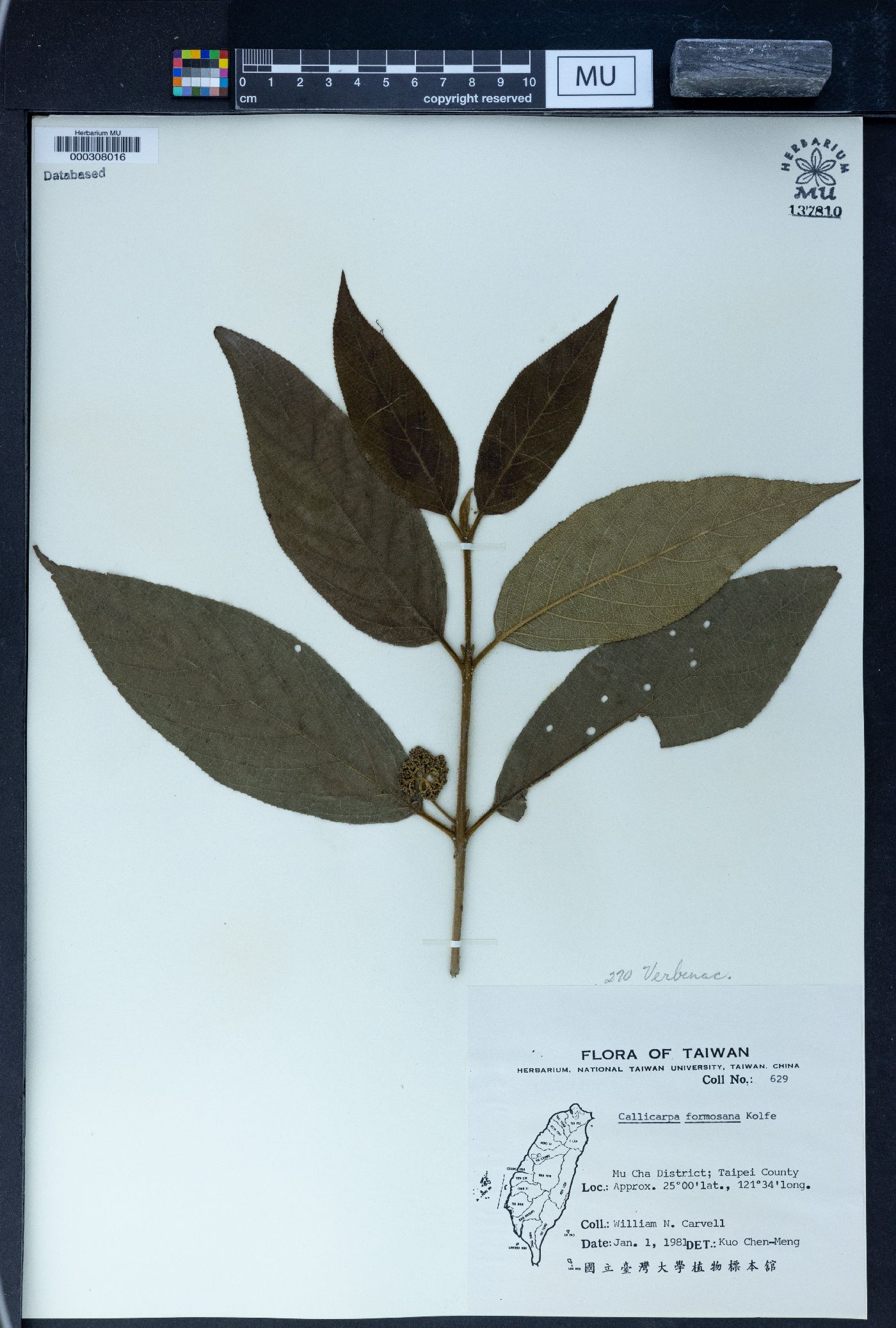 Callicarpa formosana image