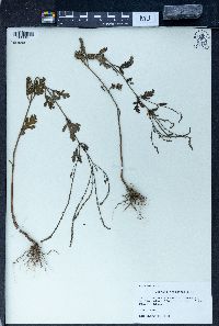 Verbena officinalis image