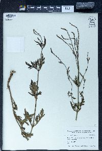 Verbena officinalis image