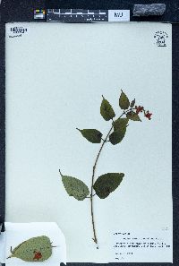 Holmskioldia sanguinea image