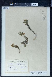 Onosma simplicissimum image