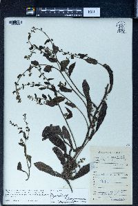 Image of Thyrocarpus sampsonii