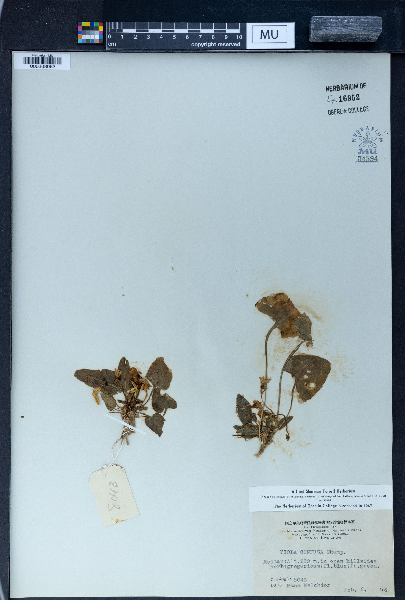 Viola prionantha subsp. confusa image