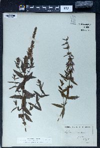 Lythrum virgatum image