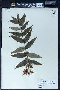 Woodfordia fruticosa image