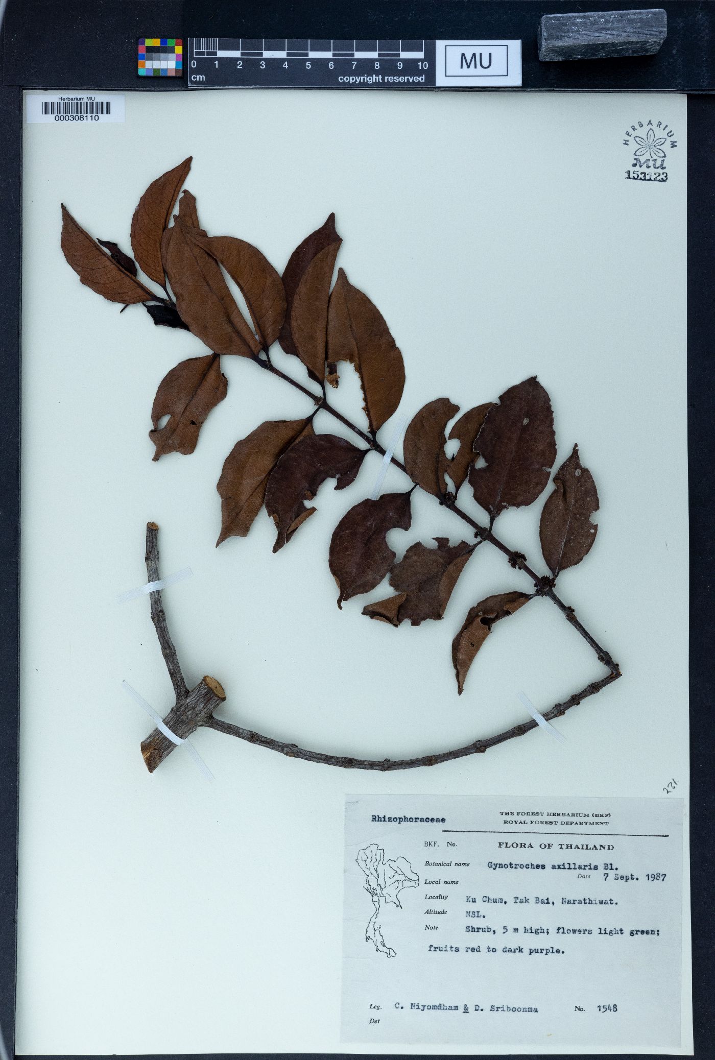 Gynotroches axillaris image