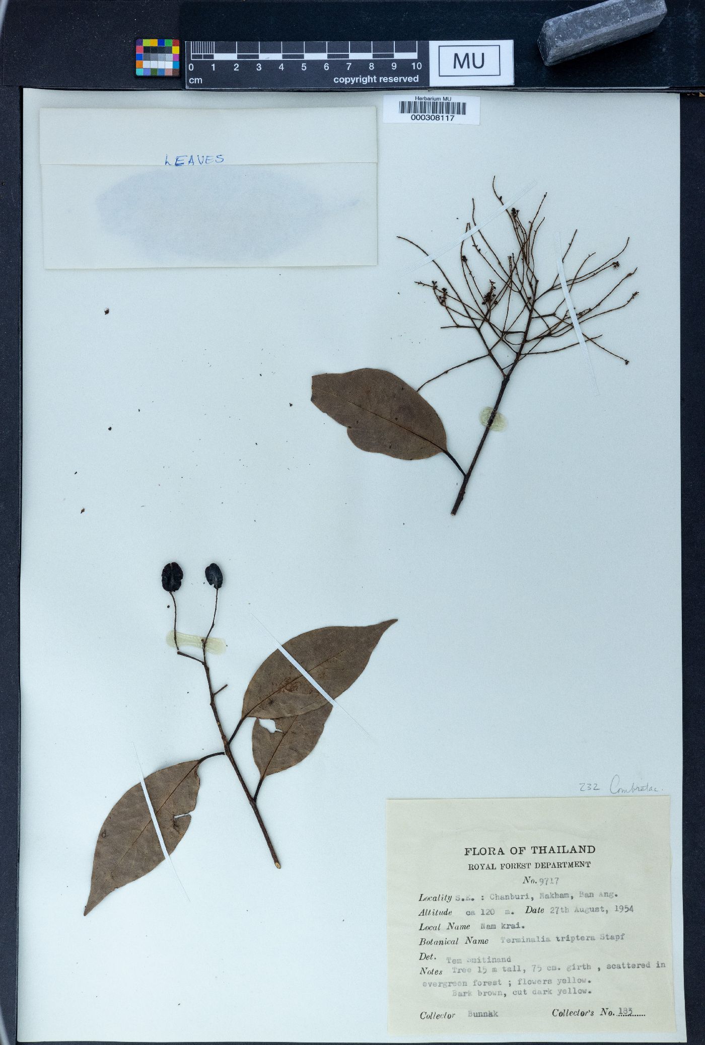 Terminalia triptera image