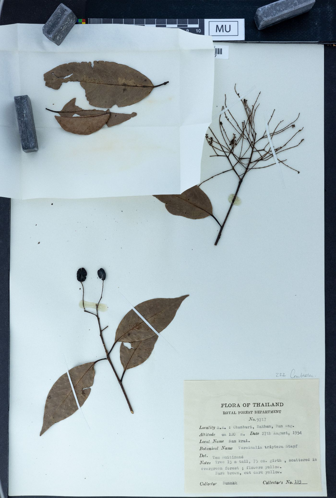Terminalia triptera image