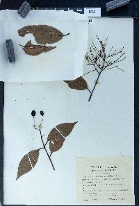 Terminalia triptera image
