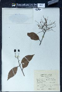 Terminalia triptera image