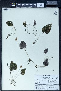 Begonia rubella image