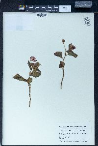 Begonia grandis image