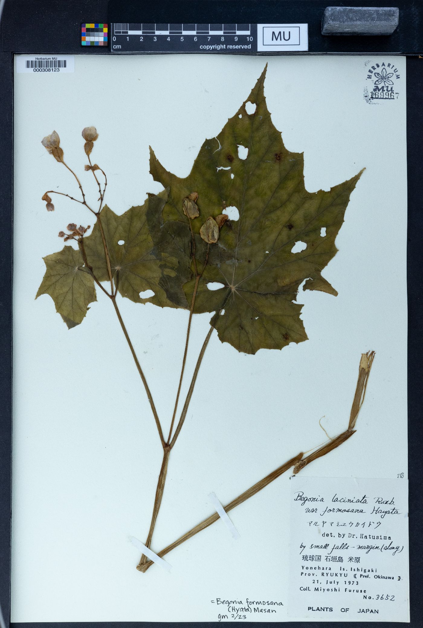 Begonia formosana image