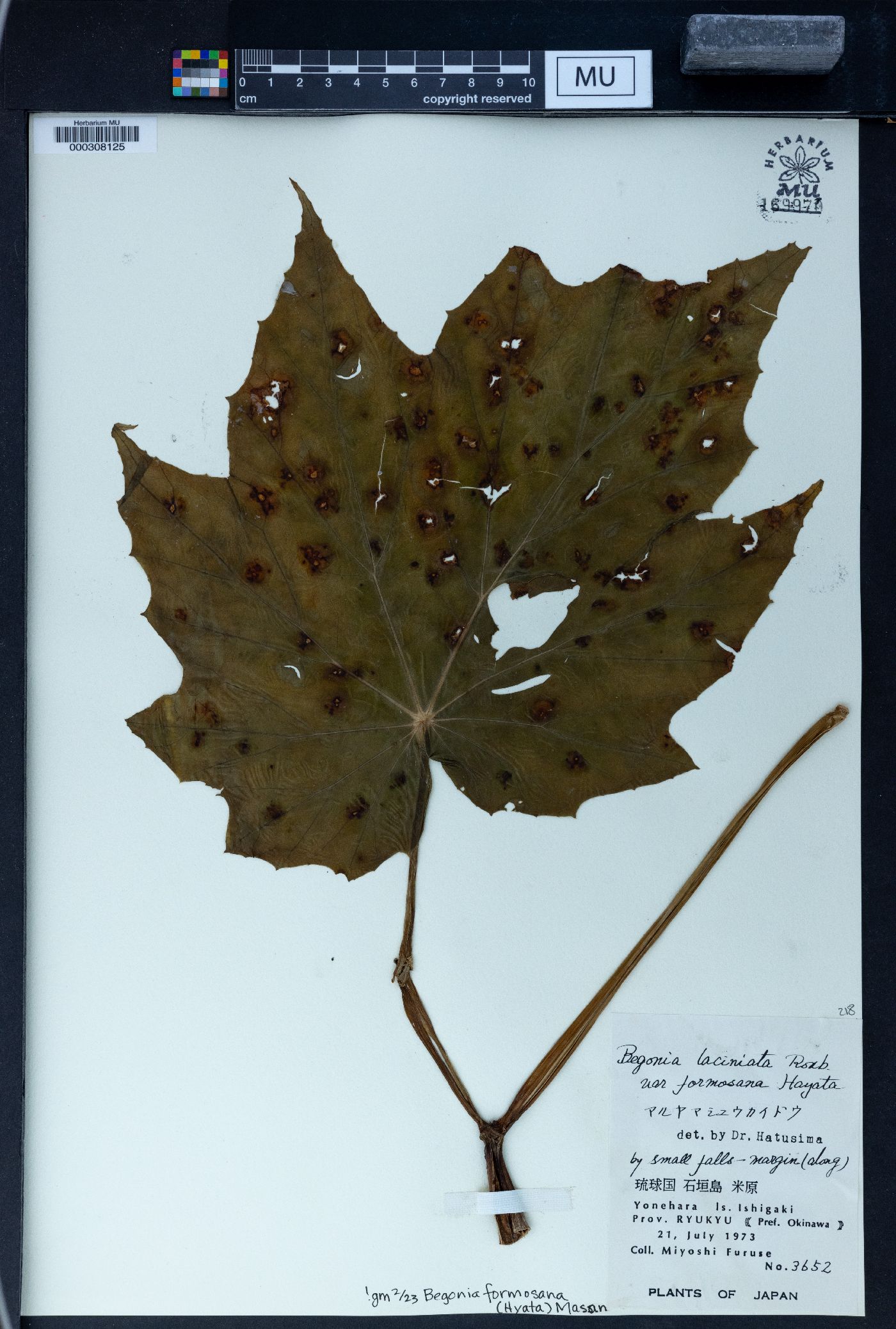 Begonia formosana image