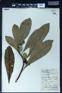 Edgeworthia chrysantha image