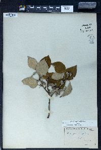 Elaeagnus glabra image