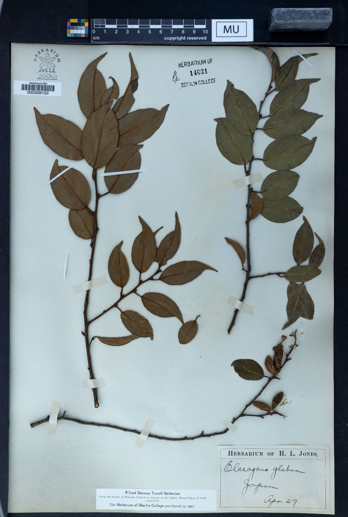 Elaeagnus glabra image