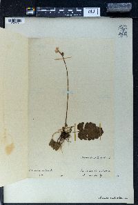 Image of Primula cortusoides