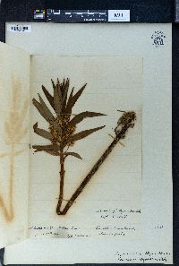 Lysimachia thyrsiflora image