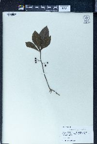 Ardisia japonica image