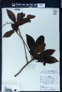 Ardisia pyramidalis image