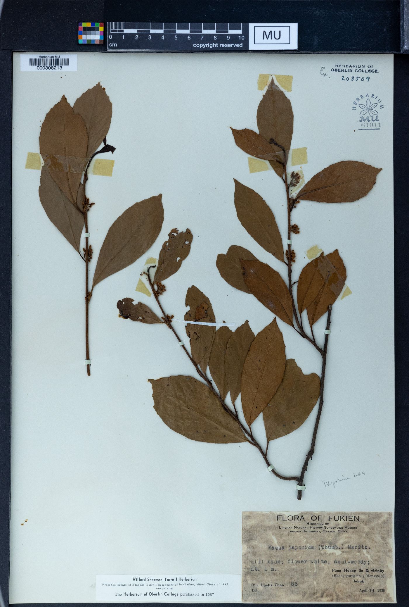 Maesa japonica image