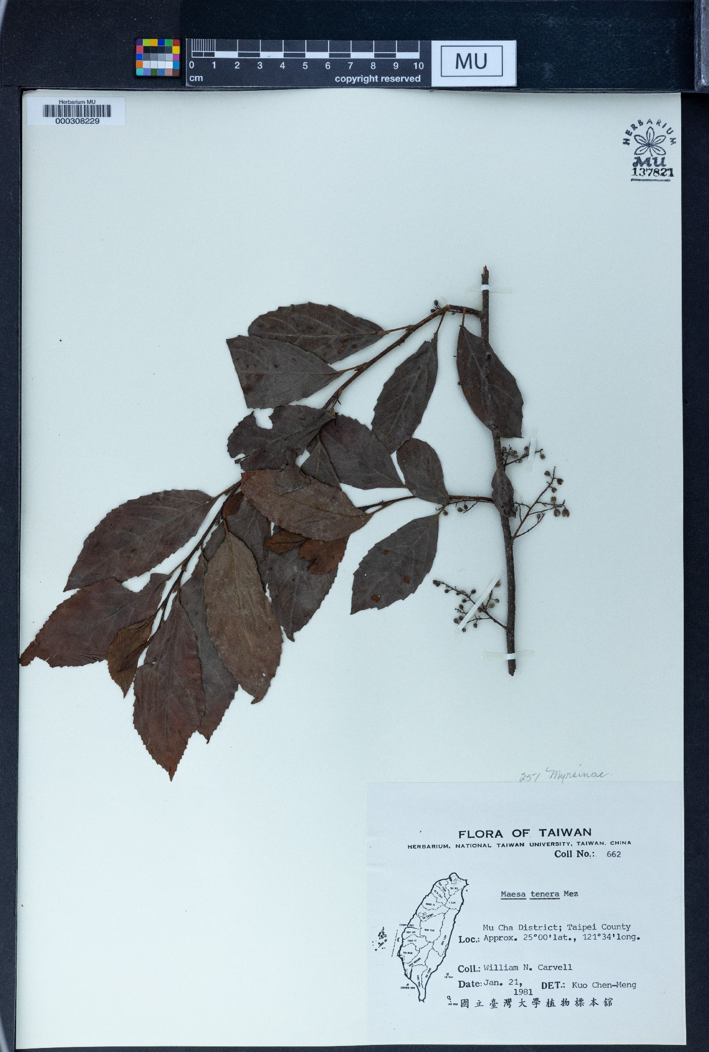 Maesa perlarius var. formosana image