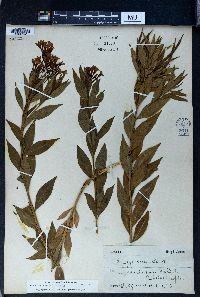 Amsonia orientalis image