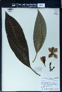 Plumeria alba image