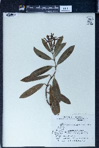 Anodendron affine image