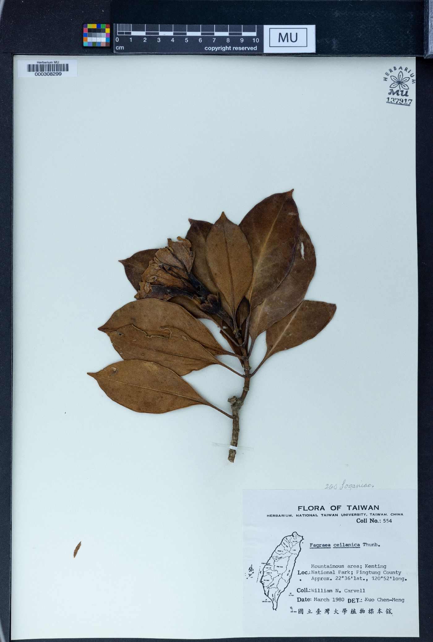 Fagraea image