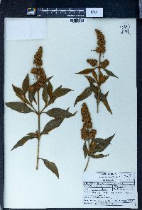 Buddleja asiatica image