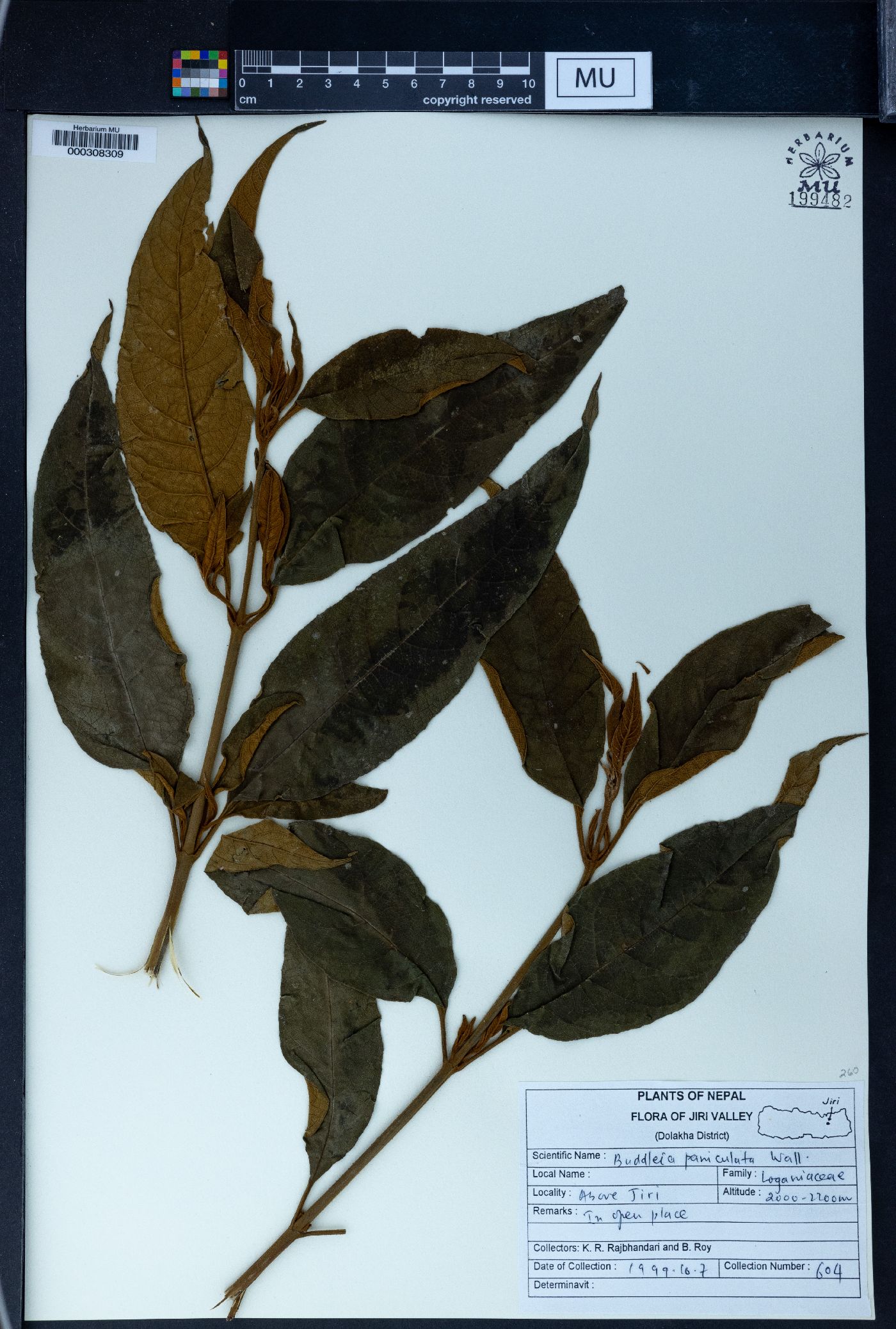 Buddleja paniculata image