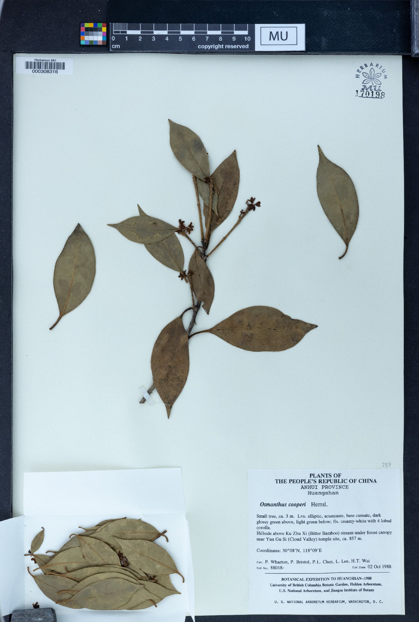 Osmanthus cooperi image