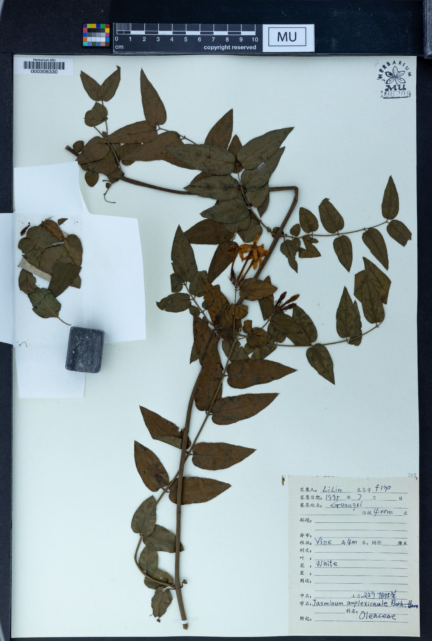 Jasminum amplexicaule image