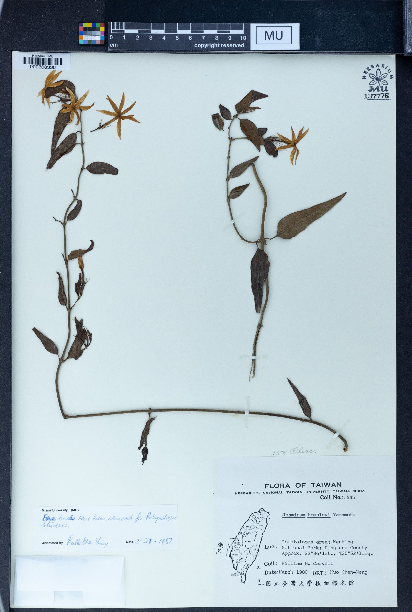 Jasminum nervosum image