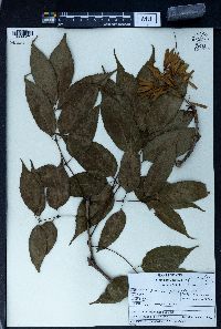 Fraxinus floribunda image