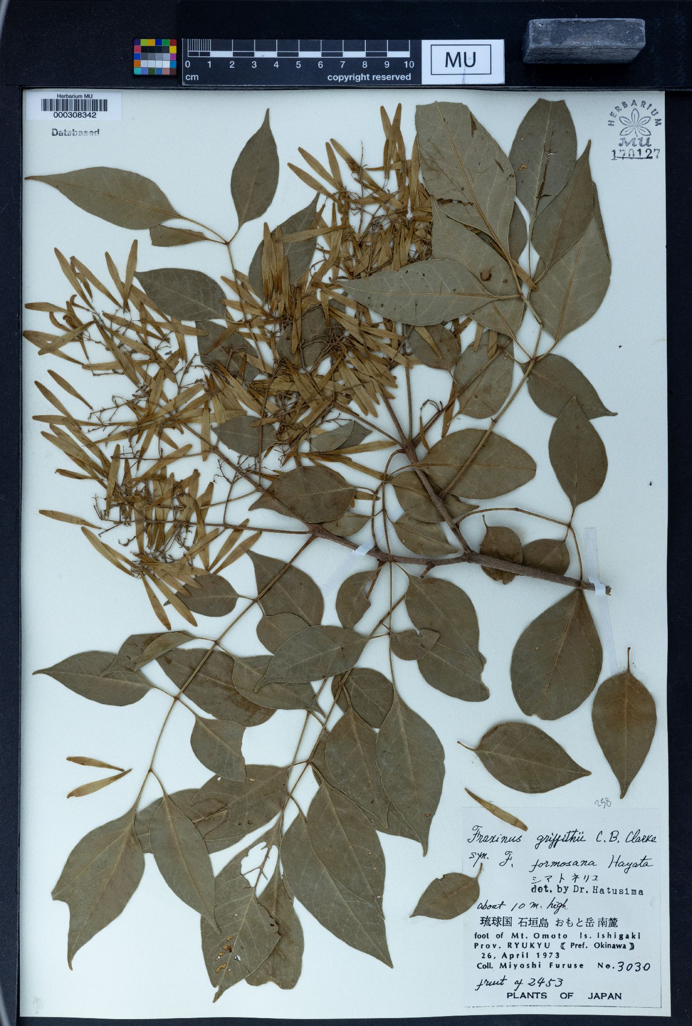 Fraxinus griffithii image
