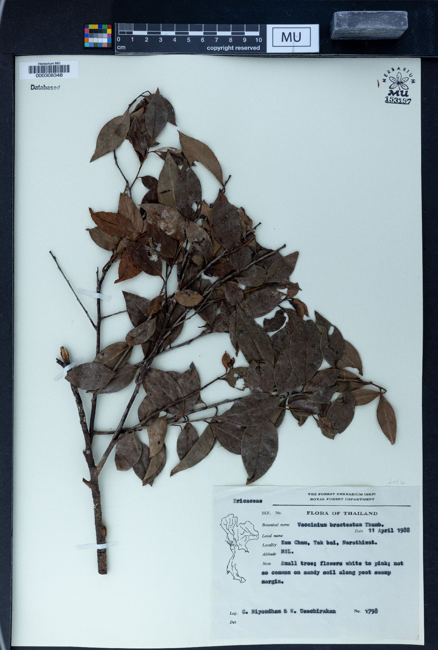 Vaccinium bracteatum image