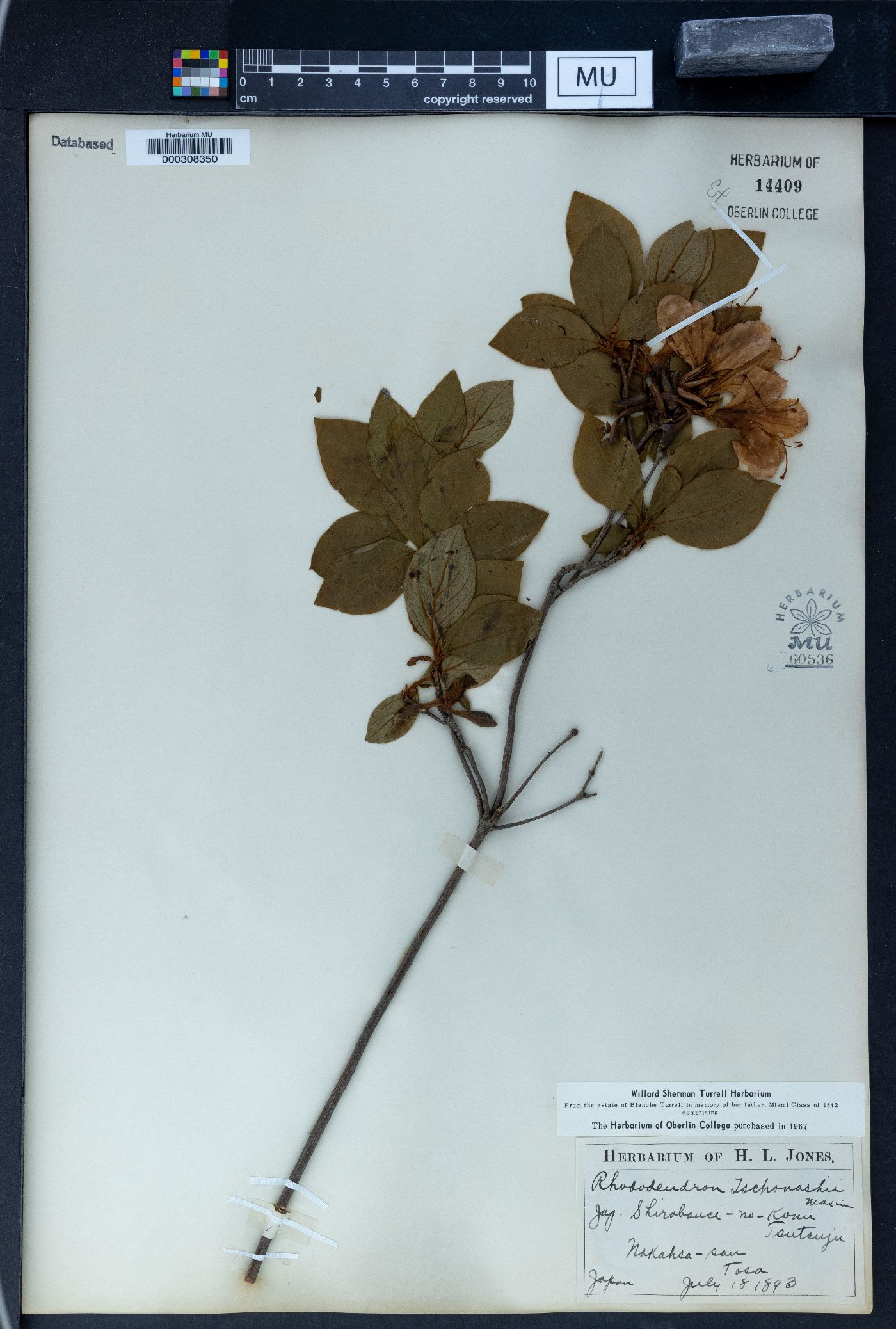 Rhododendron tschonoskii image