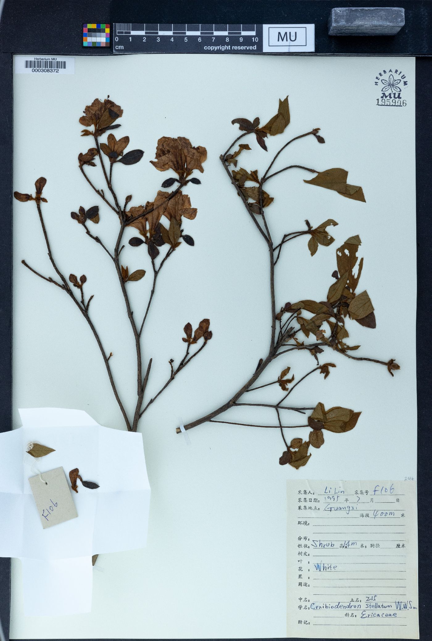 Craibiodendron stellatum image